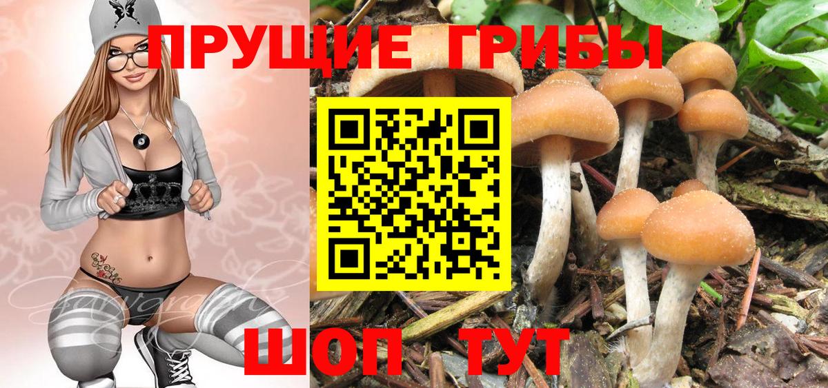 цена   Псилоцибиновые грибы Cubensis  Протвино  Вход с VPN  Галлюциногенные грибы Psilocybine cubensis 